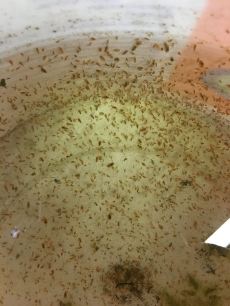 Alg etende watervlooien krijgen geen kans bij te veel vissen Alg etende watervlooien krijgen geen kans bij te veel vissen