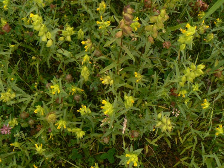 Van de ratelaar komen in ons land die variëteiten voor: de grote, de kleine en de harige ratelaar. Op foto de grote ratelaar (<i>Rhinanthus angustifolius</i>).
