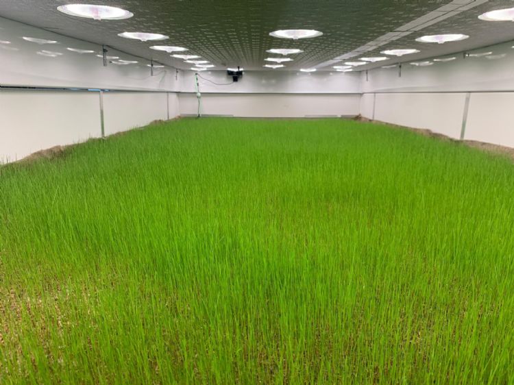 De proeflocatie bij Logiqs in Maasdijk