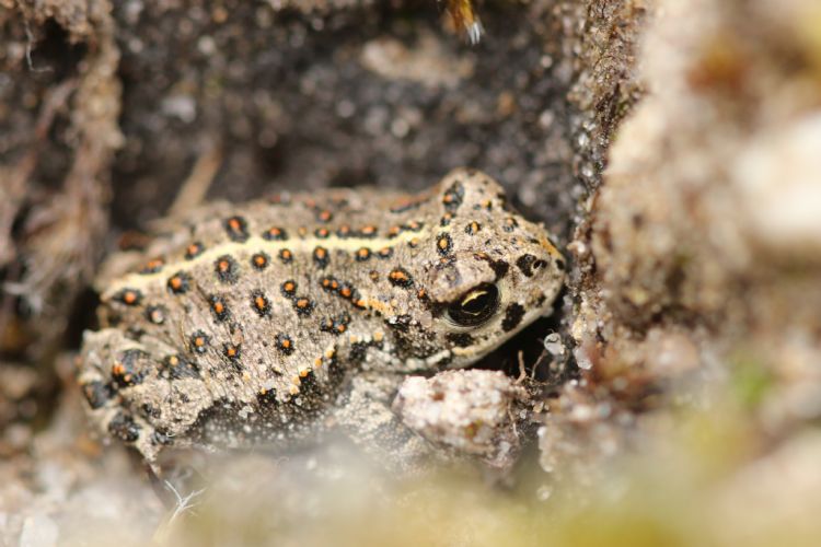 De rugstreeppad zoekt warme watertjes op. Je herkent hem aan de gele streep op zijn rug. Foto: André Geelhoed