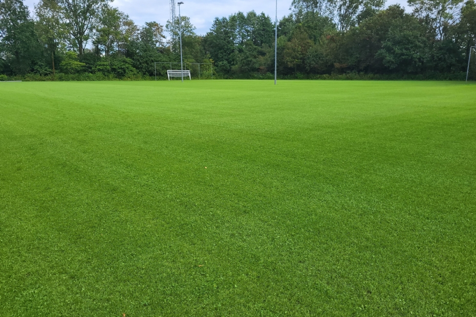 Microclover Sportveld 6: een perfect gelijkmatige verdeling van Microclover op dit sportveld: laag groeiend tussen het gras vormt het een dichte, sterke grasmat.