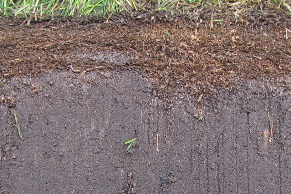 Roodzwenk met fijne uitlopers dat veel vilt maakt.