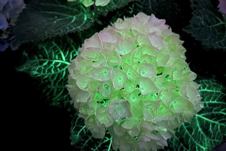 Een zelfoplichtende hortensia wanneer het donker wordt?